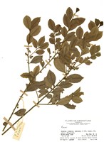 藏品(藏掖花屬)的圖片